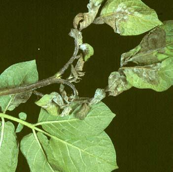 Late Blight Causal Organism Phytophthora infestans (Mont.