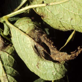 Infected stems turn black with rot but are not as spongy as stems infected with blackleg or soft rot bacteria (Fig. 4).