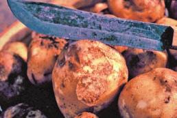 Figure 2. Potato tubers infected with P. infestans: external symptoms (left) (photo: T. A. Zitter), typical granular rot of internal tissues (right). Figure 3. Sporangia of P.