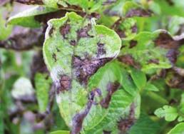 infestans is usually dispersed aerially one to several miles from the overwintering site to living potato or tomato foliage via sporangia (Figs.