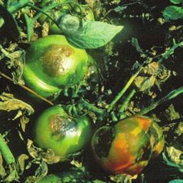 Thus rapid reproduction of the pathogen and destruction of leaflets can defoliate potatoes or tomatoes and completely destroy healthy fields in a short time (Figs.
