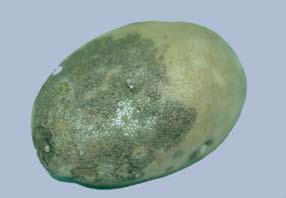 Nolte Silver scurf is caused by a fungus, Helminthosporium solani, a relatively new problem related to potato production in North America.