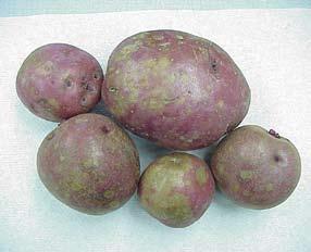 Although some tubers initially become infected in the field, the greatest damage occurs in storage, particularly with increasing time in storage.
