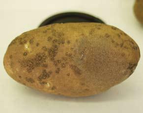 Symptoms and damage Damage often does not appear until tubers have been stored for a month or more. Symptoms consist of tan to silvery gray, circular or irregular lesions on the tuber periderm.