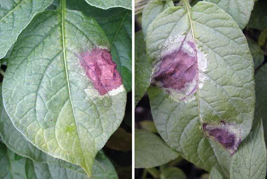 ) De Bary (Oomycetes, Pythiales) Introduction Late blight of potato, caused by the water mold Phytophthora infestans, has the potential to be a very destructive disease of potato in Michigan.