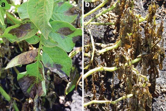 Figure 3. (a) Lesions are not limited by veins and expand rapidly. (b) Entire leaves may become blighted within days of the intial infection. and stems (Fig. 5).
