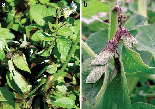 Plants severely affected by late blight also have a distinctive odor resulting from the rapid breakdown of potato tissue.