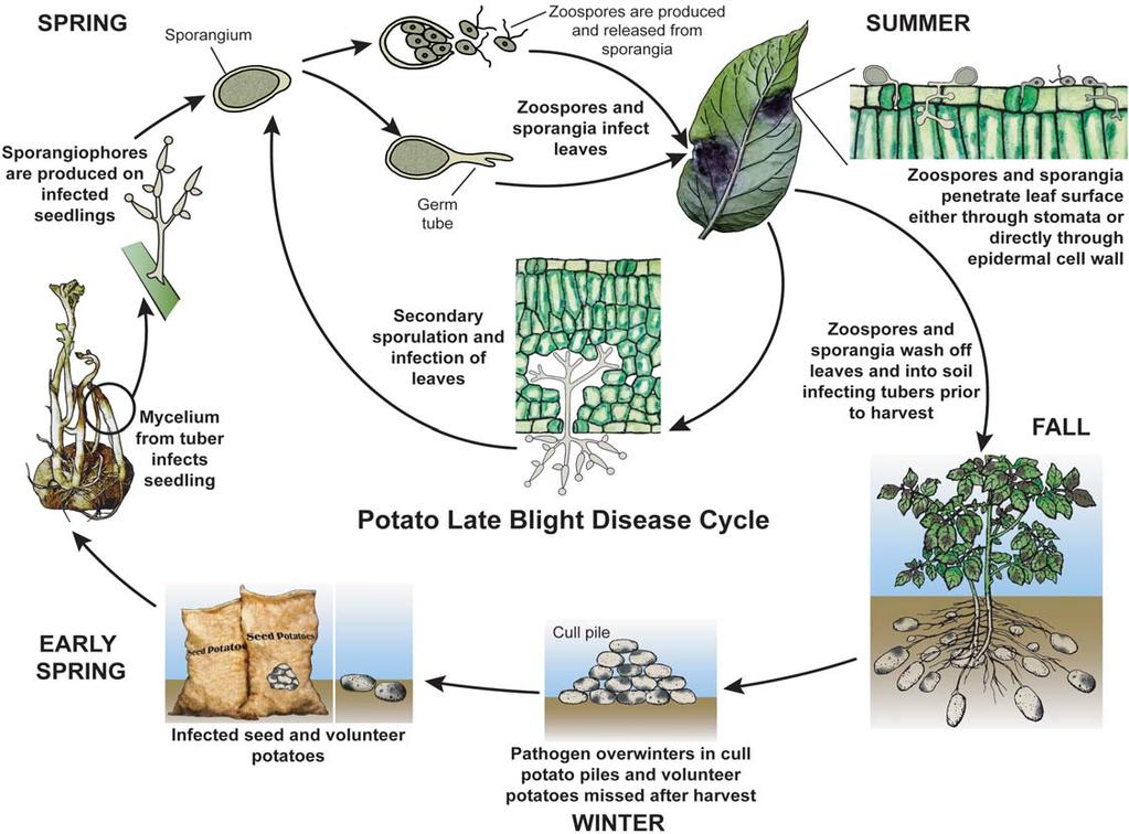 Figure 8. The disease cycle of the late blight pathogen, P. infestans. several measures to control late blight. First, it is important to eliminate sources of inoculum.