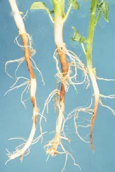 / stem / stolon cankers Cankers can kill sprouts & girdle