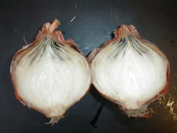 onion debris, unharvested bulbs and soil