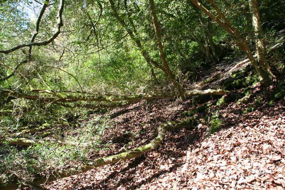 3. Establishment and expansion 3A In the photo above, boughs are collapsing down a steep slope.