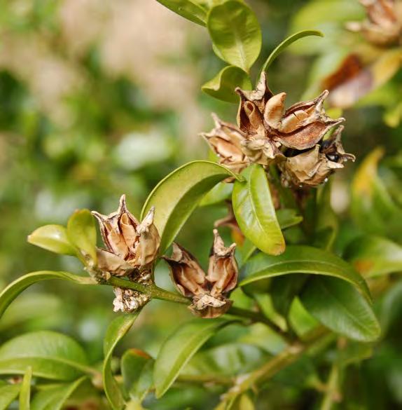 1B Female flowers develop into a green, dry capsule which ripens to a brown, stiff case