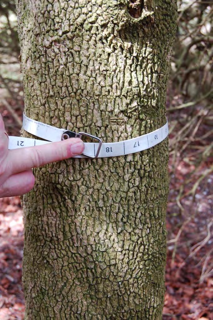 1D Bark on an established Box tree is very textured or fissured and feels like