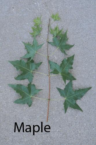 Is It a Maple or an Oak? Sometimes people are unsure on how to tell the difference between a maple and an oak. The easiest way is to look at how the leaves are arranged on the stem.