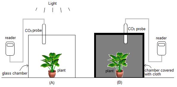 Name: Period: Date: Activity 7: Gas Exchange in Plants In this activity, we will use probes to study how plants affect levels of CO 2 in the air around them.