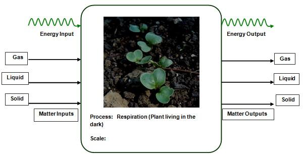 In the next activity you will measure the changes in biomass (the dry mass of the plants that is not water) in the radish plants that you