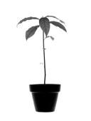 Name: Period: Date: Activity 10: Gaining, Transforming and Losing Plant Mass Look at this young tree planted in a bucket of soil. As the tree grows it gains weight.