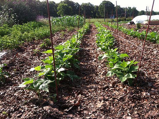 Mulch Mulch is an essential part of no-till gardening A thick layer of mulch will keep the soil from drying out and crusting over, which restricts nutrient and water flow to the subsoil It also