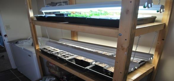Light Most critical for maximum, success 16 hours is ideal Uncover and put seedlings in bright light as soon as they sprout Most gardeners use artificial lights make sure seedlings get enough light