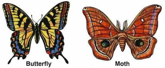 Moths vs Butterflies Moth Antennae-simple to feathered with no swelling Active at night Bodies hairy and more stout Attracted to blossoms that are strong sweet smelling,