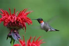 Humming Birds Bright color tubular flowers Their long beaks and