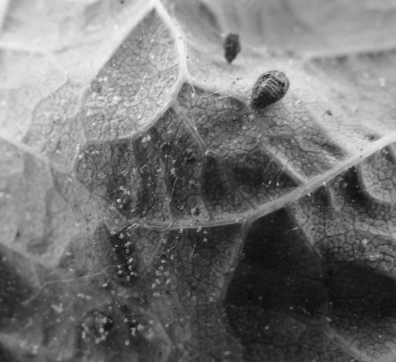 Two-spotted spider mites, spider