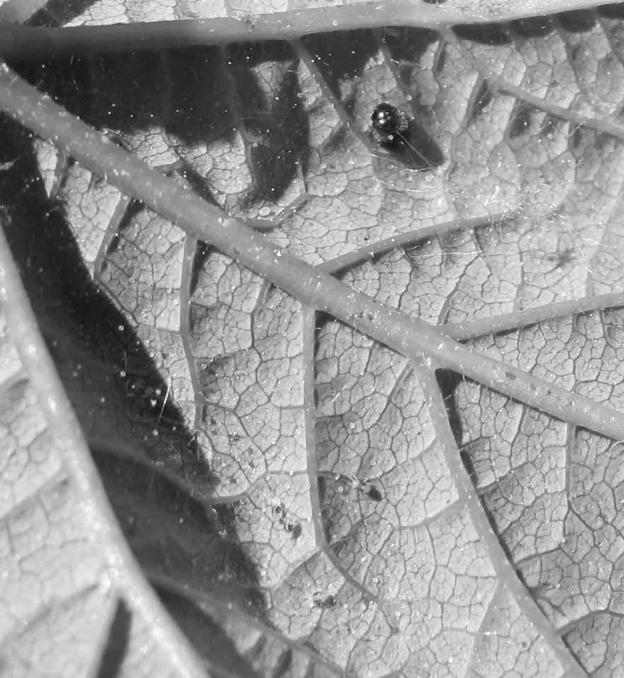 Two-spotted spider mites Mite