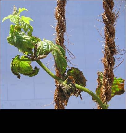 Downy Mildew Most difficult to control
