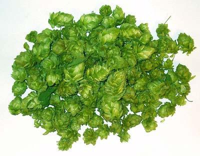 When to Harvest Hops Late August through Mid September 5 to 10 day picking window Difficult to determine