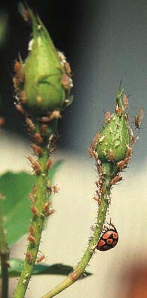Aphids Aphid colors could be green, yellow, brown, red,