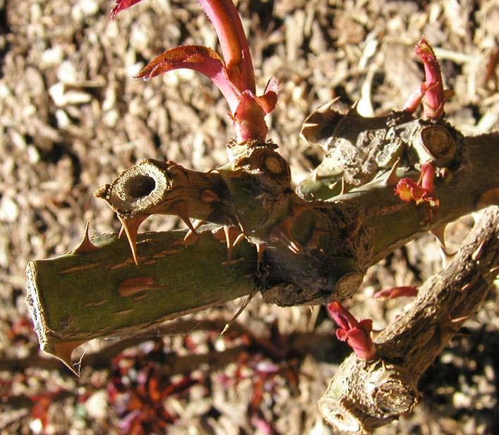 Cane Borers Tunnels into canes soon after winter pruning If hole