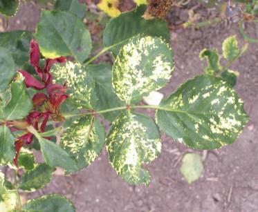Mosaic Virus Spreads only through infected stock Not transmitted