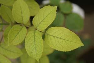 Iron / Nitrogen Deficiency Iron Deficiency affects newer leaves apply