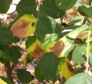 Magnesium Deficiency Edges of old leaves turn