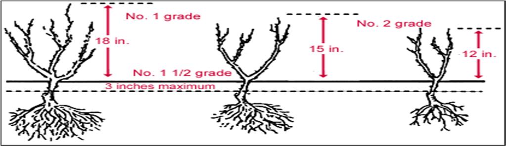 Bare Root Grades American Nursery Standard Rose Grades Grade 1: 3 or more canes, abt
