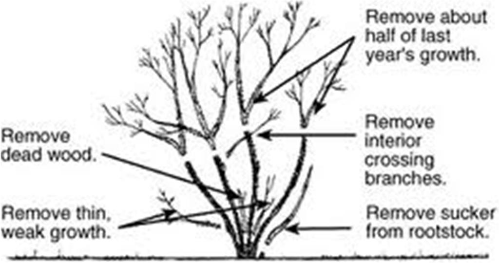 prune varies w/ available space as plants grow