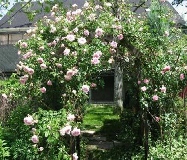 Rose Selection Select a plant that will fit the space size wise and if climbing, has support Select plants that are adapted to