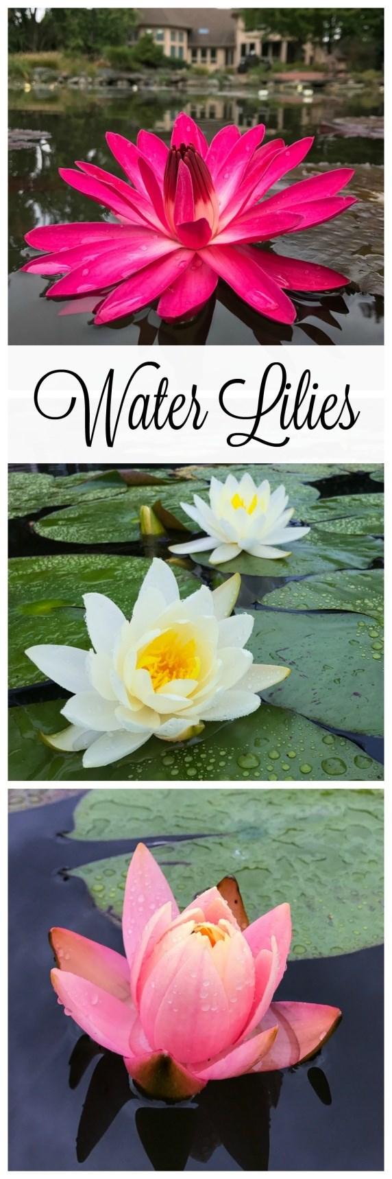 COLD WEATHER CARE FOR WATER LILIES Aquascape October 4, 2016 Fall is a bittersweet season for pond enthusiasts.