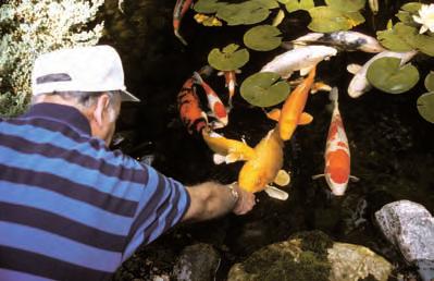 Deep streams are more pond-like, allowing fish to swim up into them,