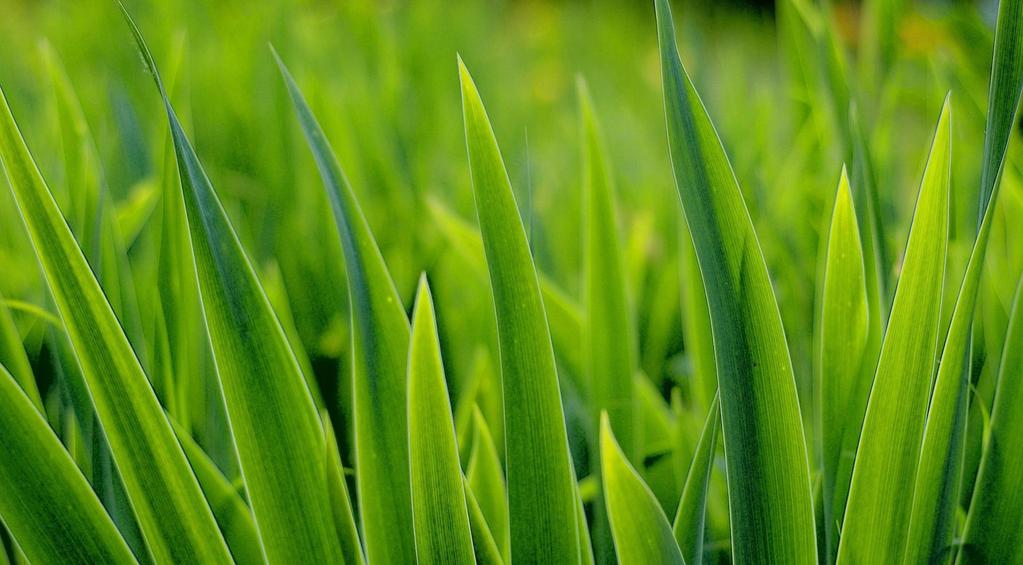 We have broken the topic into a number of interconnected topics, and it should be stressed that to get a healthy and good looking lawn, all aspects of the lawn must be addressed.