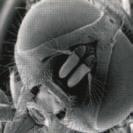 Flies adapt readily to human environments.
