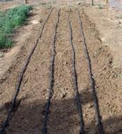 Using drip irrigation can also lessen diseases that can become a problem with overly wet conditions on plants.