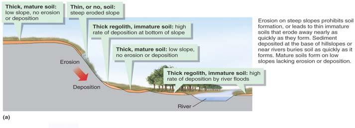 SOIL FORMING FACTORS (6) Time Time refers to the length of time