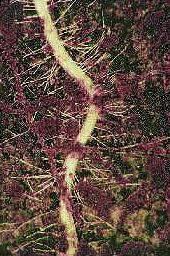 A view of a root and root hairs as viewd in a rhizotron with a binocular