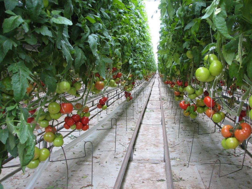 Greenhouse Cropping Systems