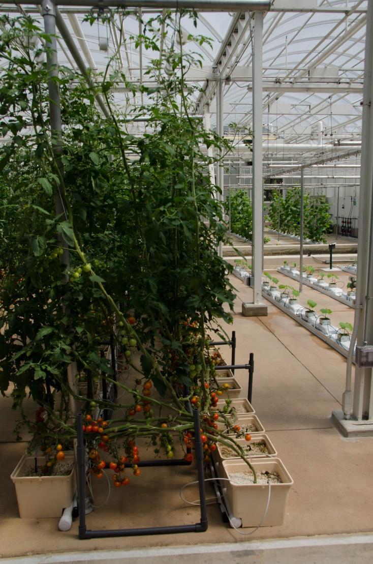 Greenhouse Cropping Systems Nutrient Film
