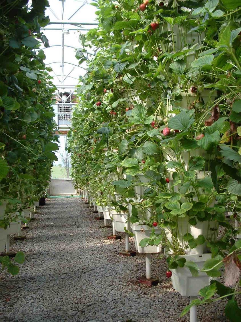 Greenhouse Cropping Systems