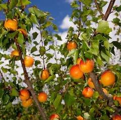 Fruit Trees Apricot