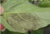 Citrus greening Iron deficiency in gardenia, ixora, blueberry