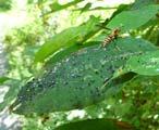 Is the damage on the upper side of the leaf or underside of the